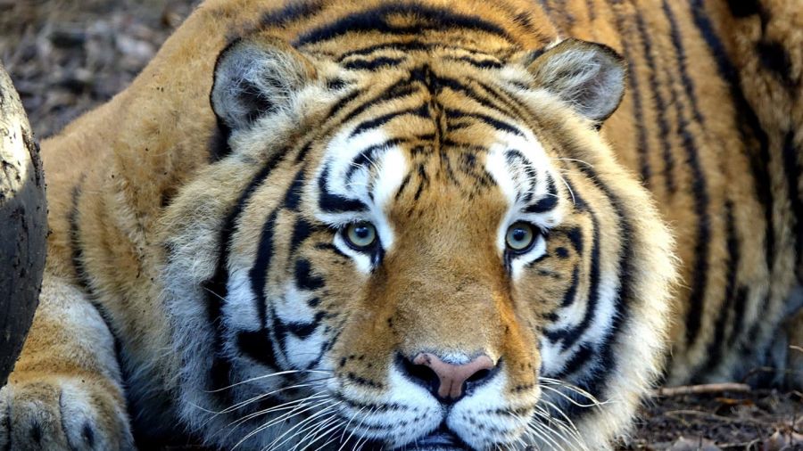 Azyl dla dzikich zwierząt na poznańskiej Woli? Jest propozycja marszałka (fot. ZOO Poznań/FB)