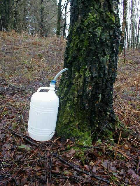 Збор бярозавіку. (Фота: https://be.wikipedia.org/)
