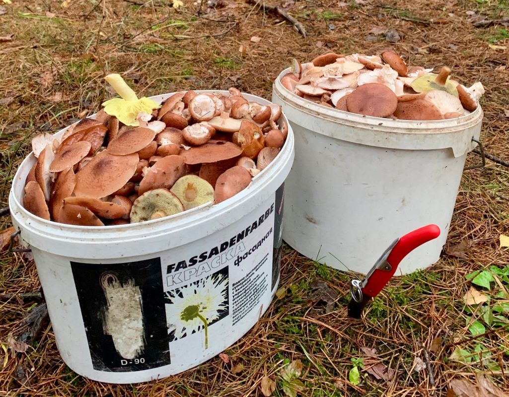 Грибы из Узденского района, 12 ноября. Фото: Группа ВК «Грибы: грибные войска Беларуси»