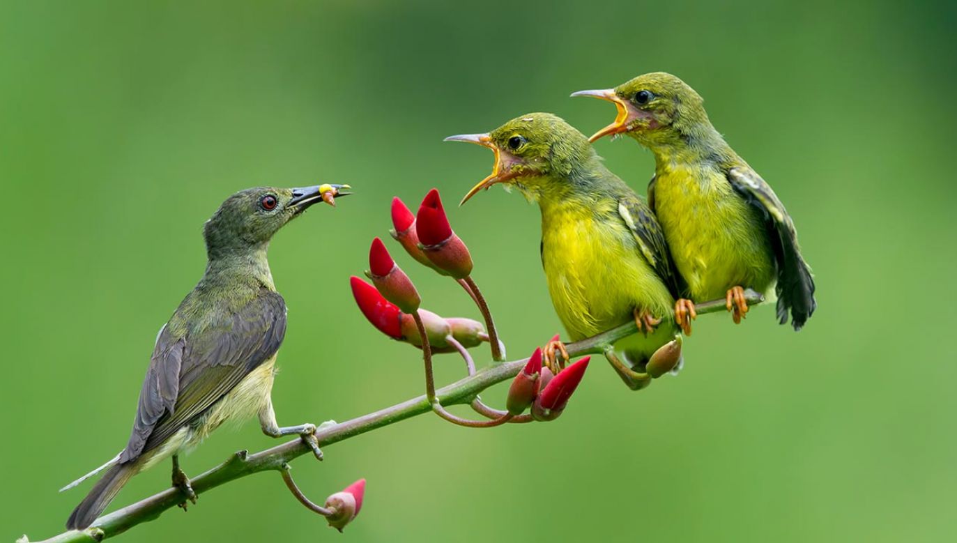Najbardziej tracą duże ptaki wędrowne, z kolei małe ptaki osiadłe – mają wręcz więcej młodych (fot. Shutterstock/Kurit afshen)