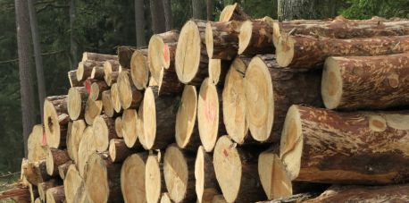 Rozgrzewka przed „Wielkim Testem o Lesie” – Drewno