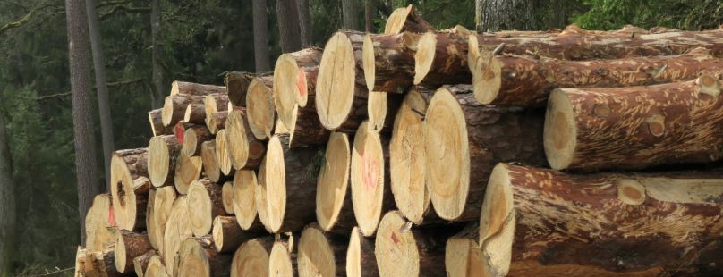 Rozgrzewka przed „Wielkim Testem o Lesie” – Drewno