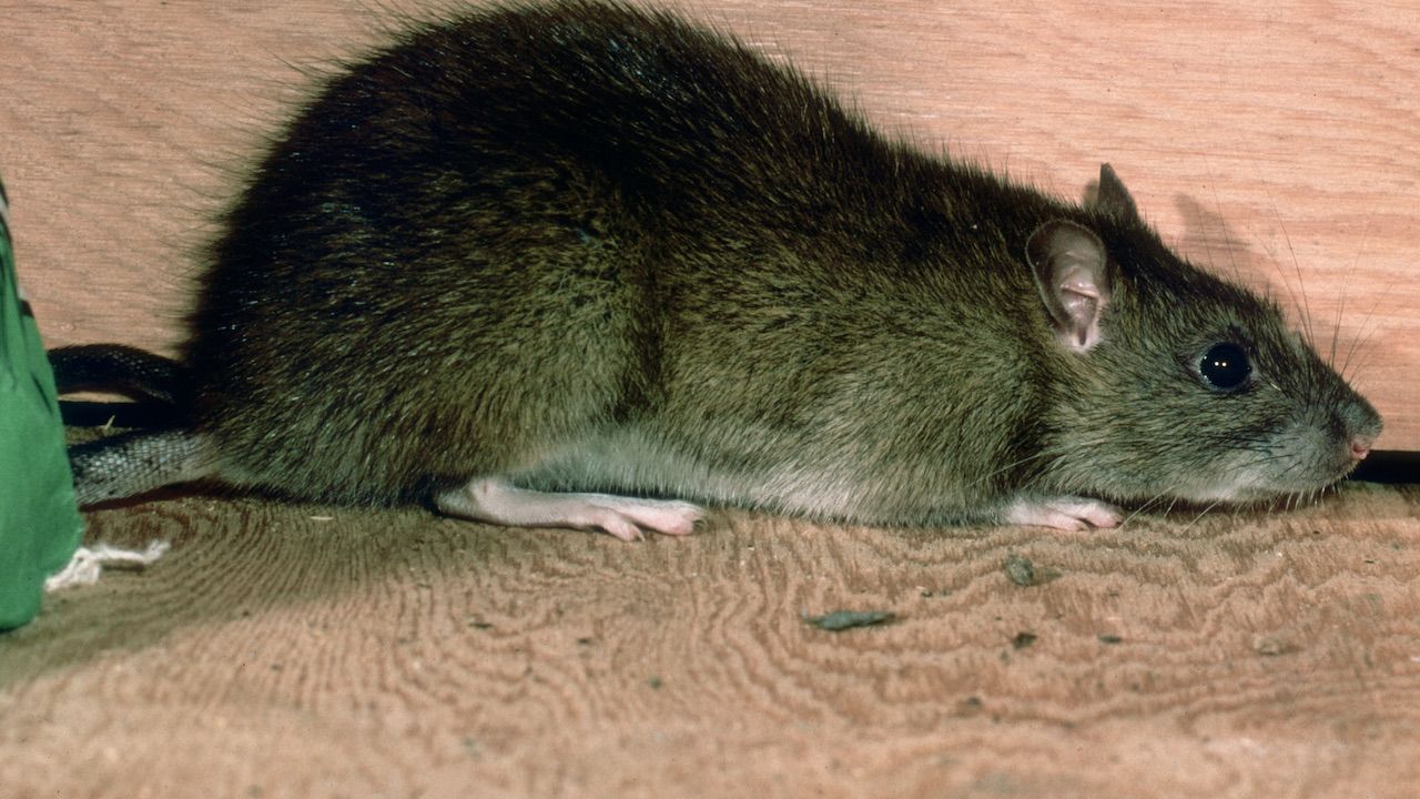 Poszukiwania gryzonia zakończyły się sukcesem (fot. Harold M. Lambert/Hulton Archive/Getty Images) Poszukiwania gryzonia zakończyły się sukcesem (fot. Harold M. Lambert/Hulton Archive/Getty Images)