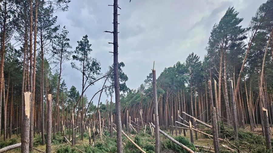 Nawałnica w powiecie pilskim - trąba wycięła drzewa w lesie (fot. Regionalna Dyrekcja Lasów Państwowych w Pile, Lasy Państwowe)