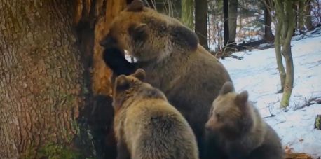 Jak żyją niedźwiedzie w Bieszczadach?