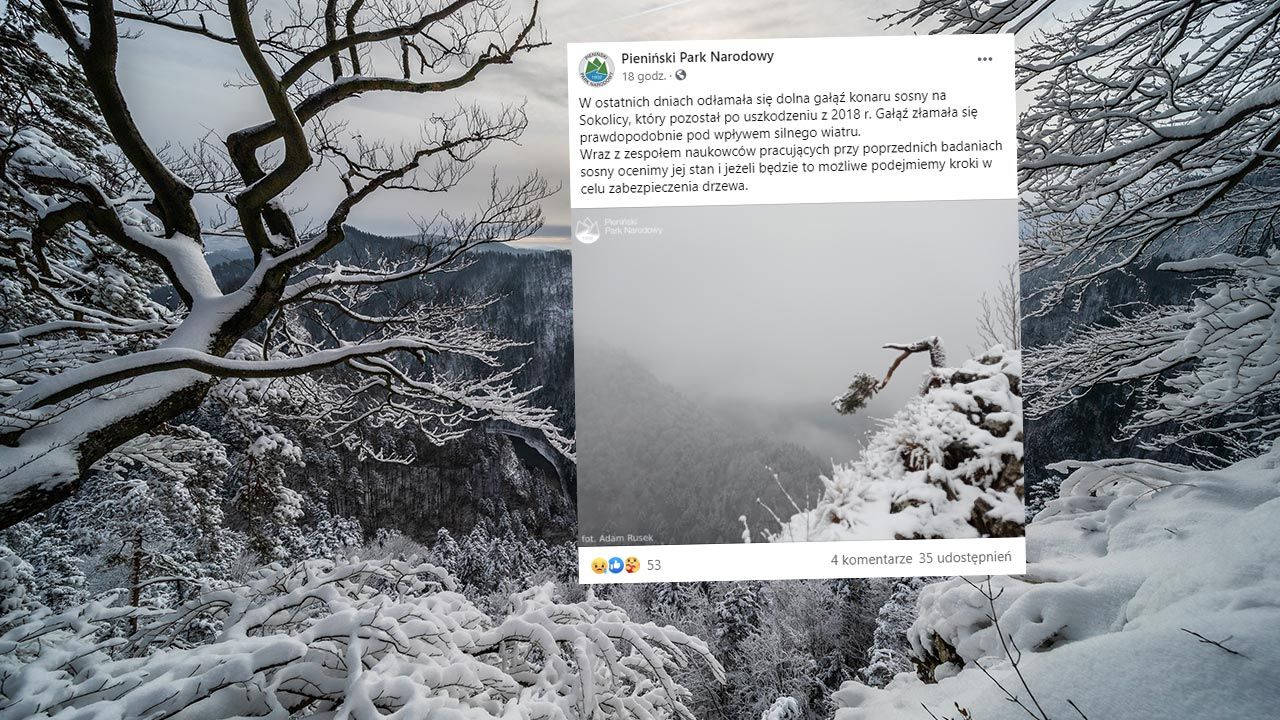 Symbol Pienin ma już tylko jedną gałązkę (fot. Shutterstock/Pawel Uchorczak; Facebook/Pieniński Park Narodowy) Symbol Pienin ma już tylko jedną gałązkę (fot. Shutterstock/Pawel Uchorczak; Facebook/Pieniński Park Narodowy)
