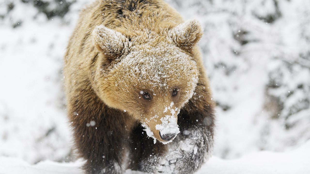 Według biologa niedźwiedź jedynie uderzył łapą (fot. Shutterstock/Volodymyr Burdiak) Według biologa niedźwiedź jedynie uderzył łapą (fot. Shutterstock/Volodymyr Burdiak)