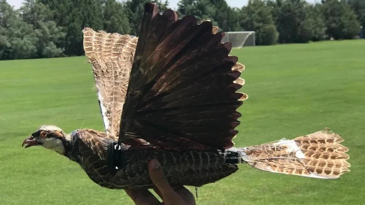 Scientists have turned dead birds into drones.  An innovative idea can help fly