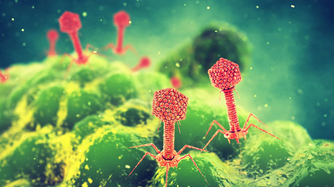 Niektóre atakujące bakterie wirusy chronią swój materiał genetyczny (fot. Shutterstock/nobeastsofierce)