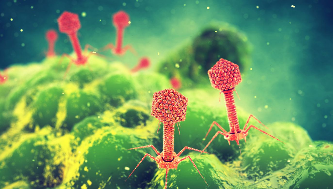 Niektóre atakujące bakterie wirusy chronią swój materiał genetyczny (fot. Shutterstock/nobeastsofierce)