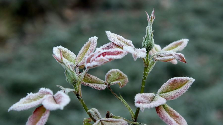 W nocy wystąpią przymrozki. Nawet minus 5 stopni przy gruncie