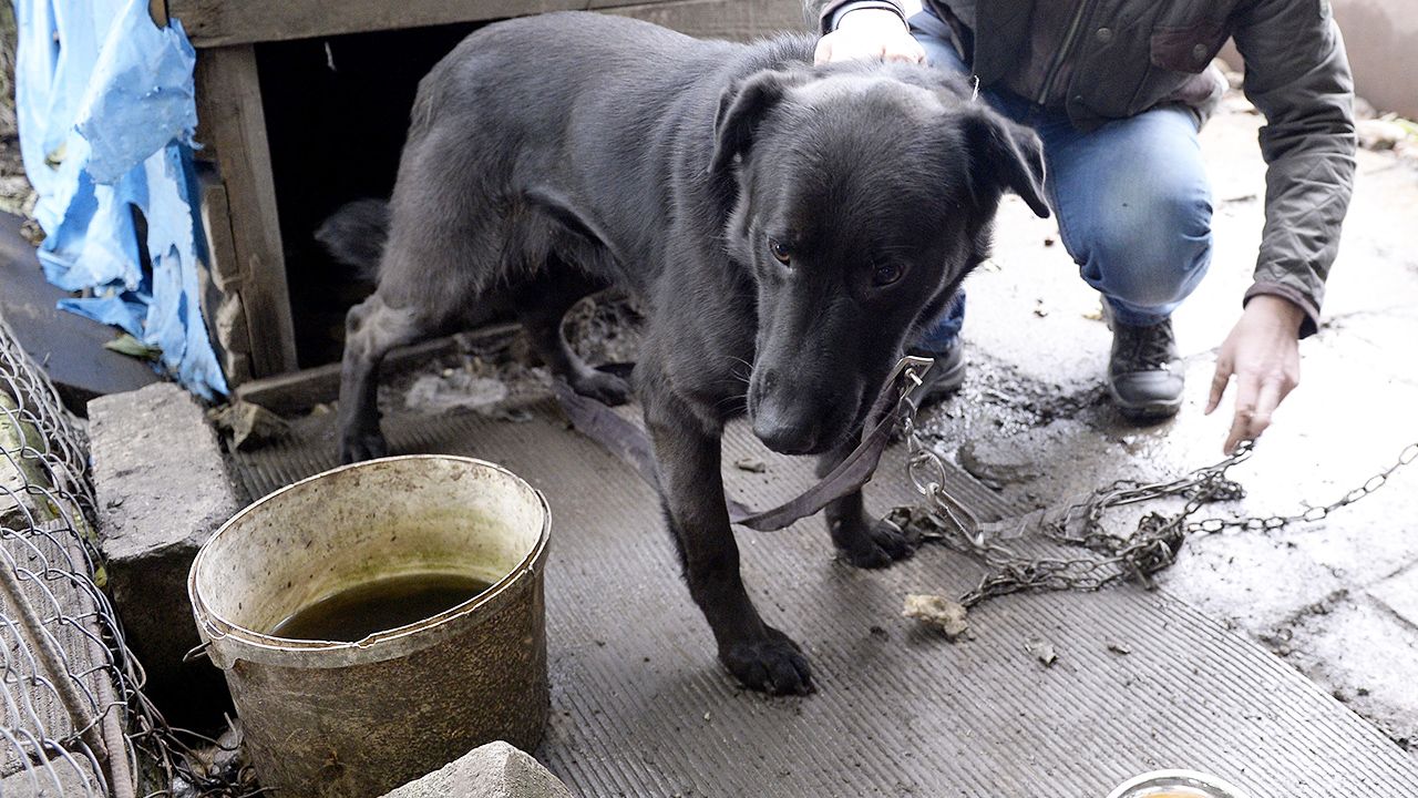 Prezydent Karol Nawrocki zawetował tzw. ustawę łańcuchową i zapowiedział własne propozycje w tym zakresie. &ndash; Biedne psy łańcuchowe będą musiały poczekać na zmianę swojego losu &ndash;...