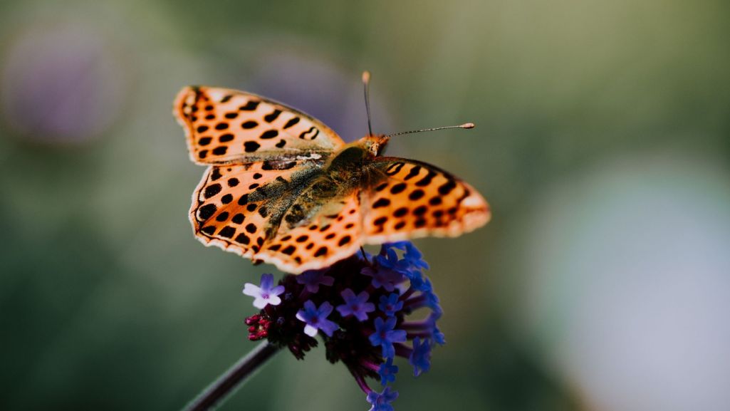 Motyle to najczęściej opisywany w poezji owad. Fot. Shutterstock/ Wirestock Creators
