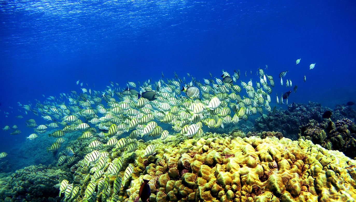 Głównym czynnikiem szkodzącym rafom jest rosnąca temperatura wód morskich (fot. Donald Miralle/Getty Images)