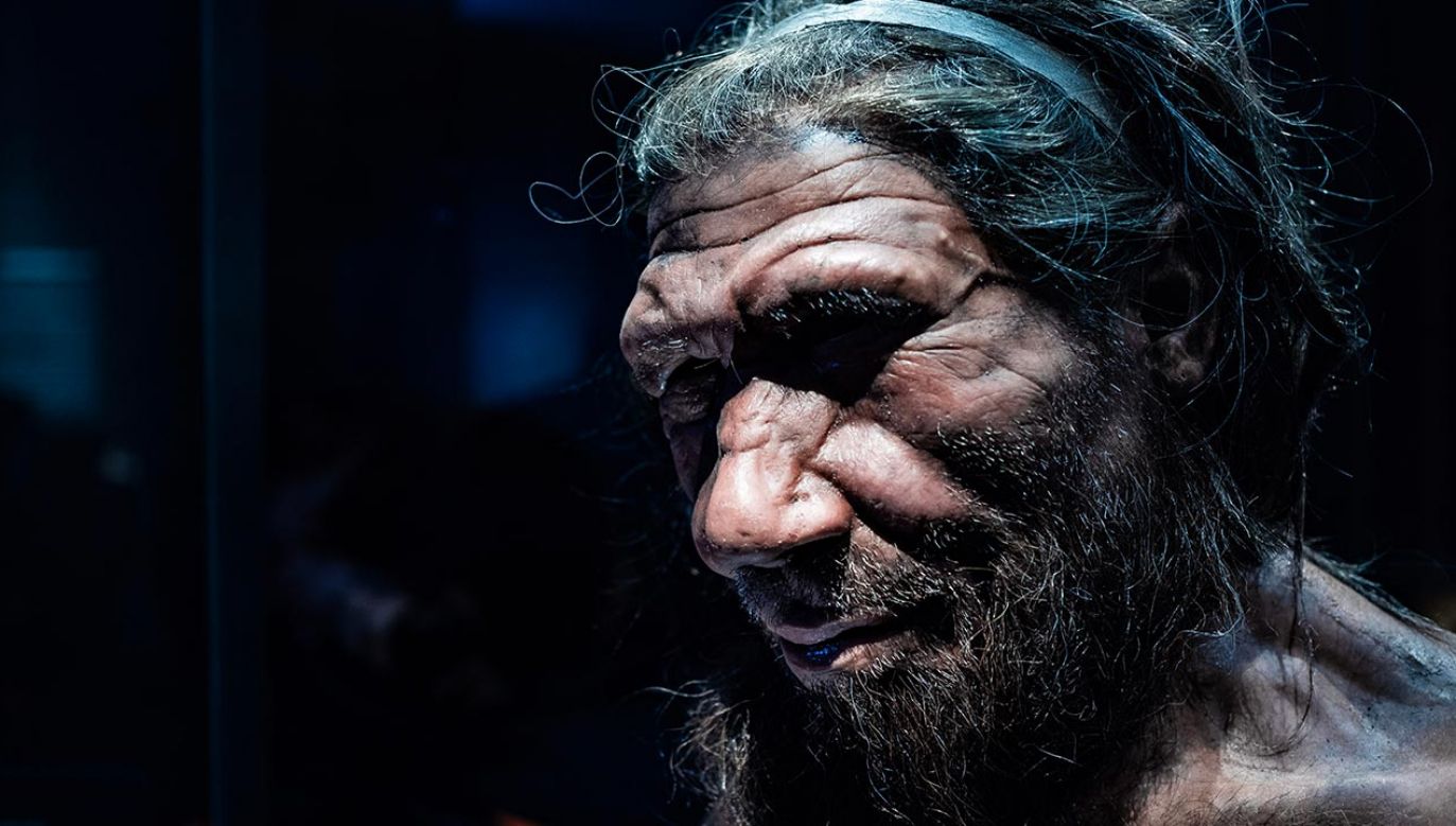 Naukowcy analizowali skład szkliwa z zęba neandertalczyka (fot. Shutterstock/Chettaprin.P)